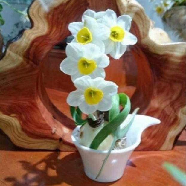 Củ giống hoa thủy tiên