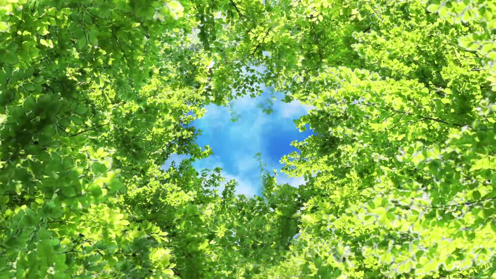 Tinh Dầu Thiên Nhiên Nguyên Chất ABURA