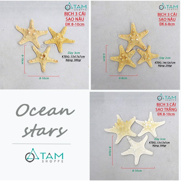 [SAO BIỂN THẬT - HÀNG ĐẸP] Set 3 sao biển gai ĐK6-10cm PCB-SAO-04