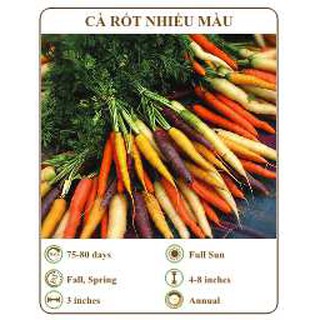 Hạt giống cà rốt nhiều màu - the xanh