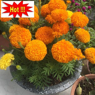 Hạt giống hoa Vạn thọ Cam lùn (30 hạt)