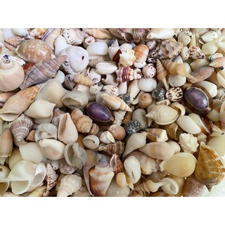 Vỏ ốc mix 100gr