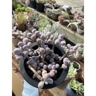 Sen đá sỏi Hồng bụi siêu tròn (như hình)