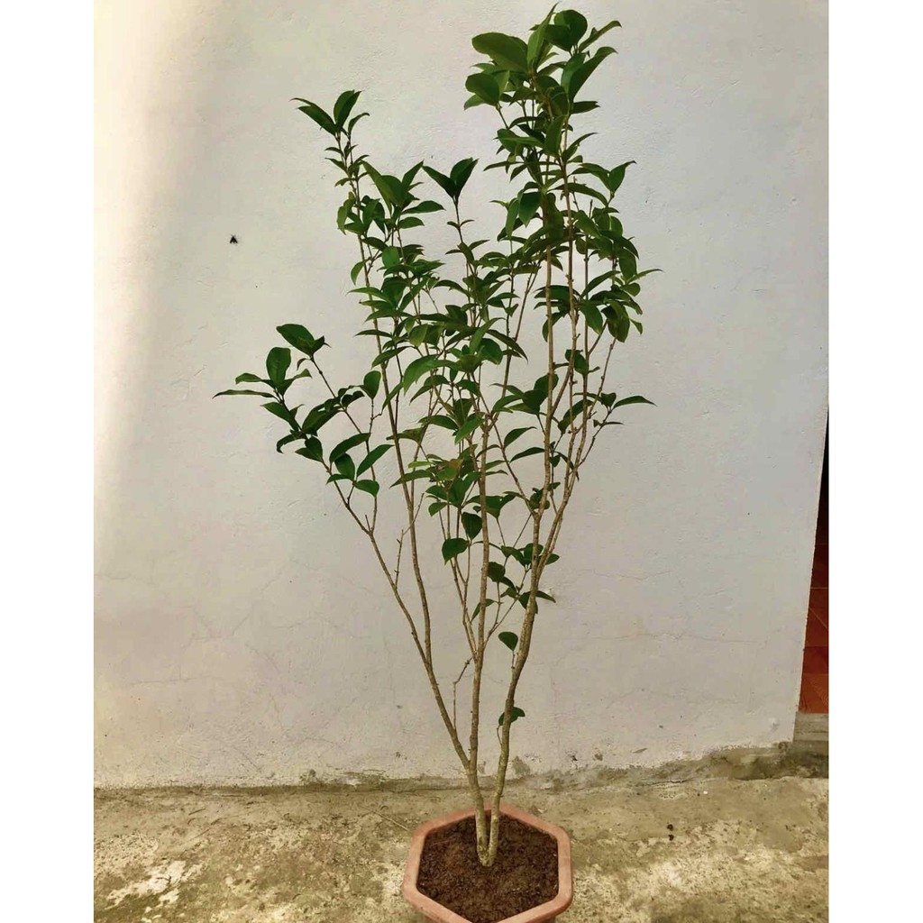 Cây mộc hương + Tặng (0,3kg) phân hữu cơ cao cấp