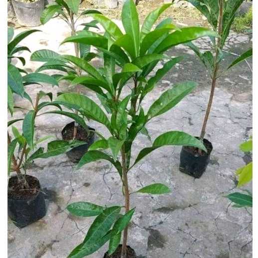 Cây giống lekima thái