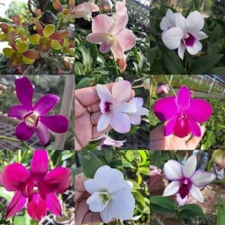 Compo 10 cây Phong lan Denro giống