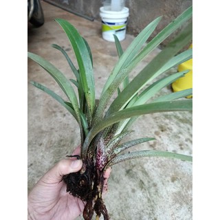 Cây giống Lan hài Kim đang hoa