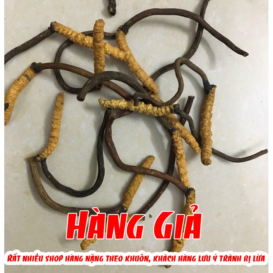 Đông Trùng Hạ Thảo Tây Tạng Nguyên Con Ống 5 con / 1gam