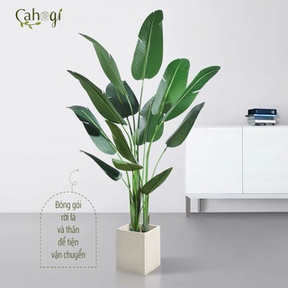 Cây Chuối Giả -Bụi Cây Chuối Cảnh