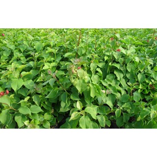 CÂY GIỐNG HOA GIẤY THÁI
