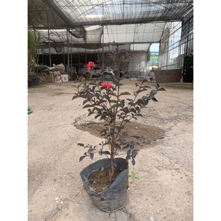 tường vi huyết long