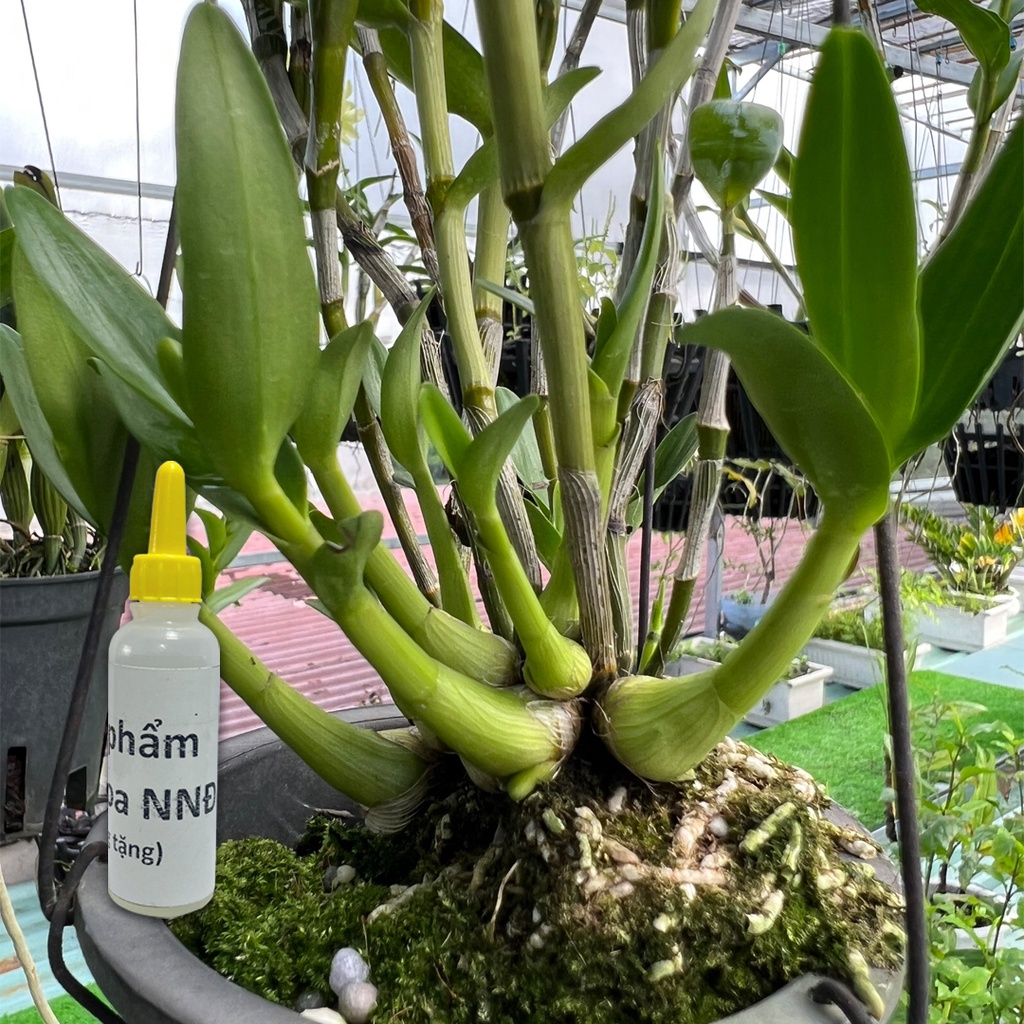 Chế Phẩm Kích Hoa NND 10ml