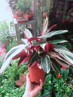 Cây Chuối Hoàng Yến