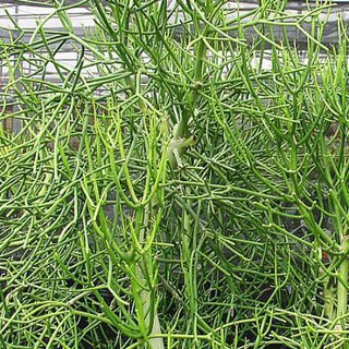 Cây giao giống ( Cây trong bầu khỏe mạnh )