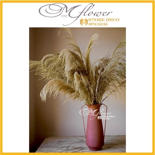 Bông Hoa Cỏ Lau khô loại hàng lau sậy dạng rủ ,hoa cỏ lau trang trí(lau sậy)
