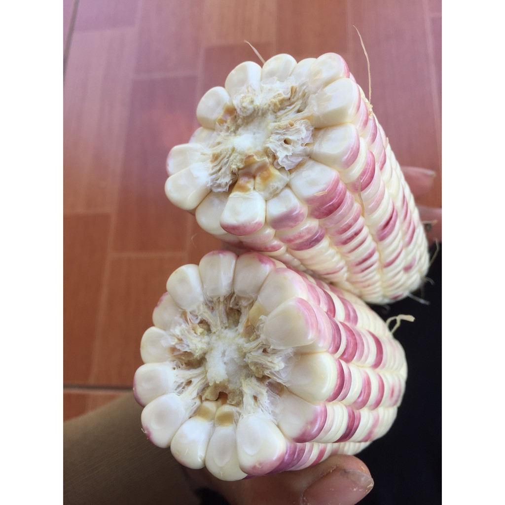 Hạt giống bắp nếp lai F1 Nếp Thái Hồng_50gr