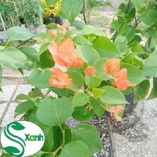 Cây Hoa Giấy