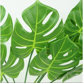 Cụm TRẦU BÀ LÁ XẺ [Cây decor, cây trang trí ANTHINH DECOR]