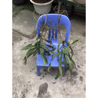 combo 2 ngọn hoa lan quế đang nụ