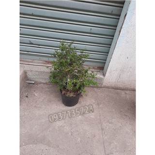 CÂY LINH SAM -CAO TỪ  20-35 CM