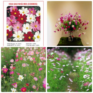 Hạt Giống Hoa Cúc Sao Nhái Đơn Mix LUCKY SEEDS (100 hạt)
