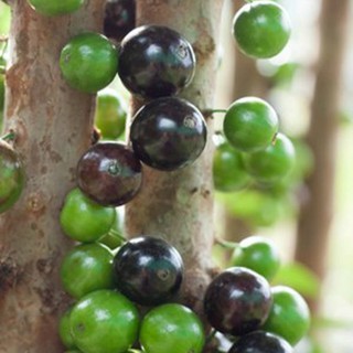 Hạt giống nho thân gỗ F1