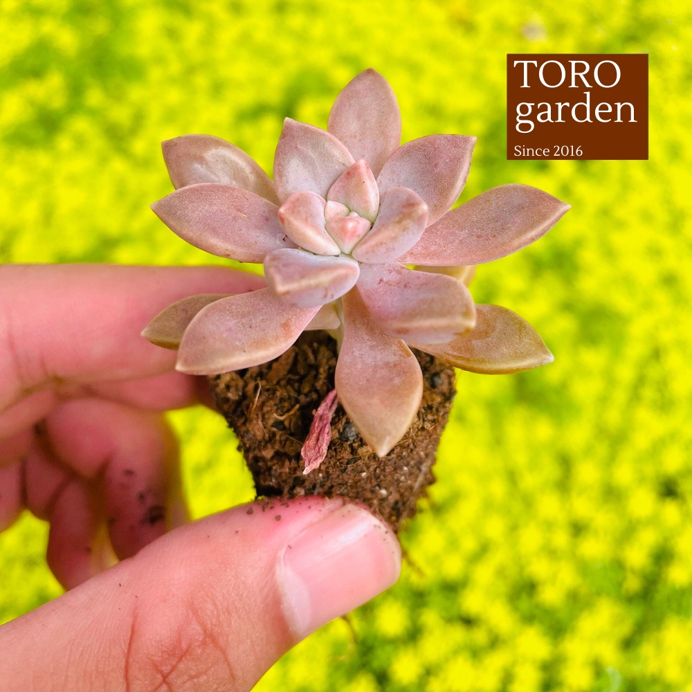 Sen đá đá tím Đà Lạt size mini cây cảnh trang trí nhà cửa Toro garden