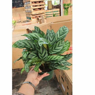 Đuôi Công Sọc Xanh (Calathea Medallion) Biểu Trưng Cho Sự Thịnh Vượng ,Tài Lộc💖💖