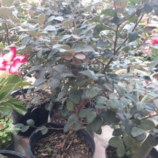 🍓⚘ Cây hồng phụng 🍓⚘