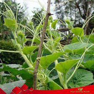 20gram HẠT GIỐNG BÍ SIÊU NGỌN