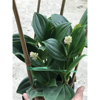 Caykiengsadec Hòn ngọc viễn đông