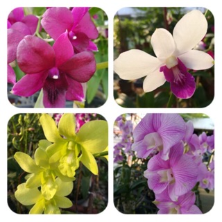 Lan Denro cây đang nụ và hoa