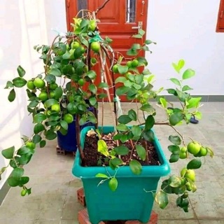 Cây giống táo thái quả to