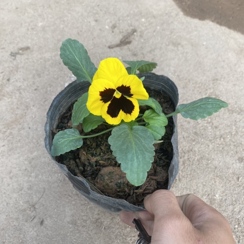 Cây hoa pansy trồng trong bịch đen