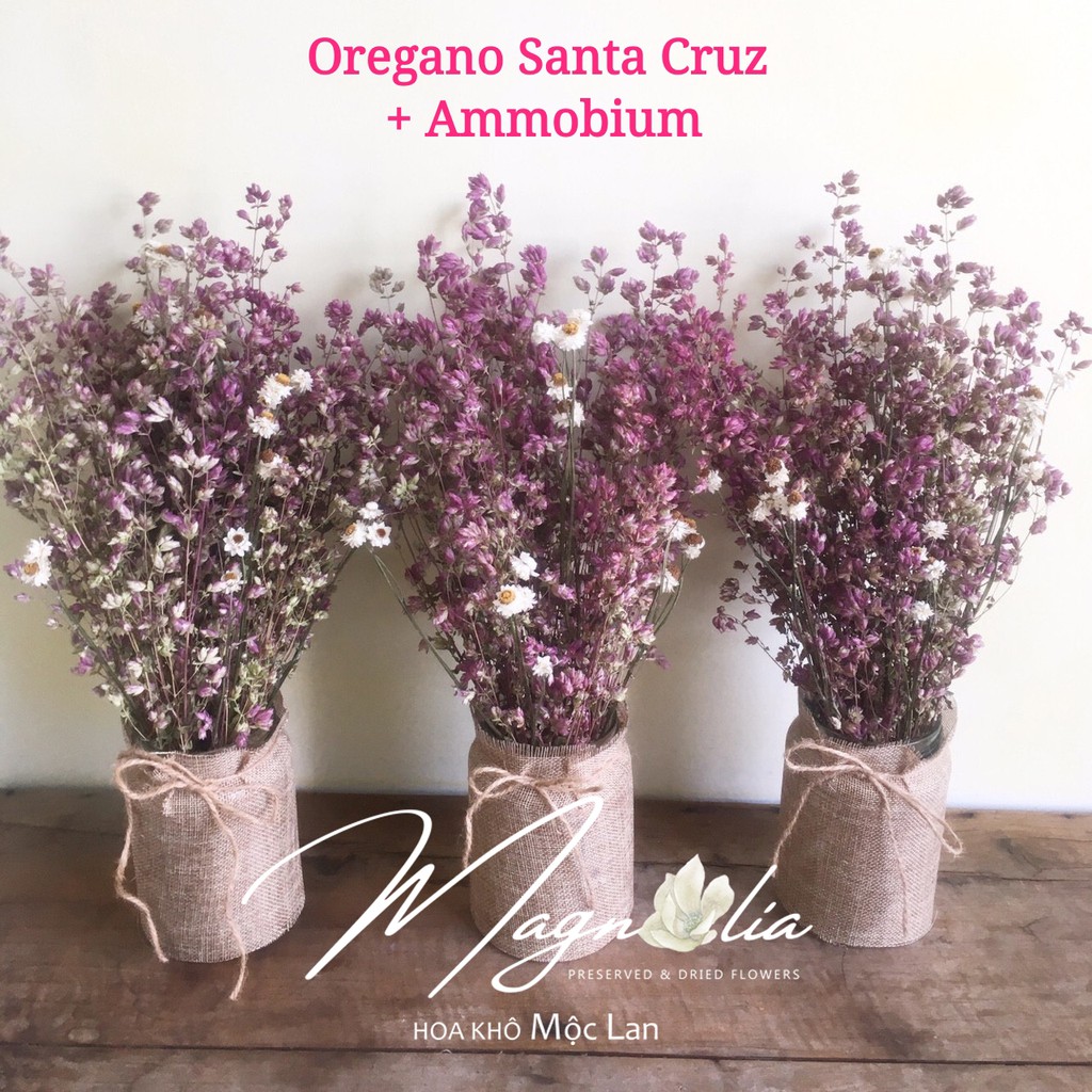Hoa khô 🍁FREESHIP🍁 Oregano Santa Cruz Nhật  trang trí phòng ngủ, đám cưới, retro, vintage
