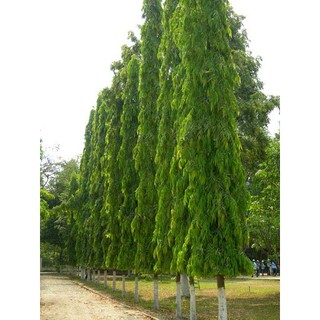 CÂY GIỐNG CÂY HOÀNG NAM - TÙNG ẤN ĐỘ, CÂY KHỎE ĐẸP -STKL
