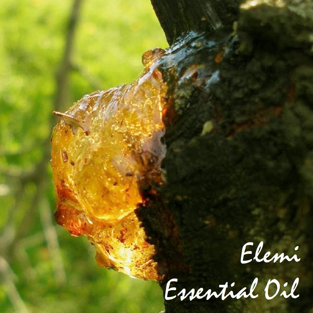 Tinh dầu nhựa trám dầu Elemi Essential Oil (nhựa cây Pili)