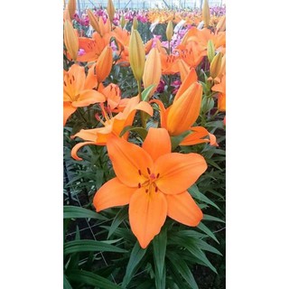 combo 1 củ giống hoa ly lùn thơm màu cam