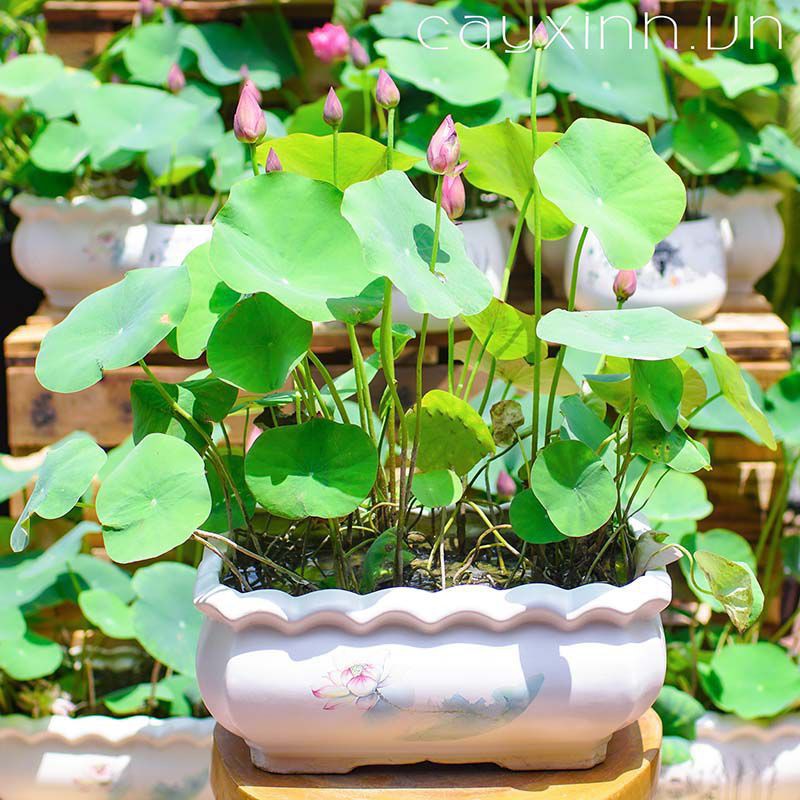 HG3b 10Hạt Giống Hoa Sen Nhật Mini 10 màu luckyseed hạt siêu rẻ