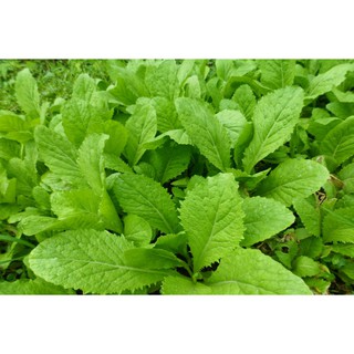 Hạt giống cải bẹ xanh mỡ