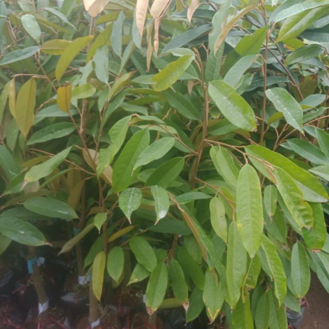 Cây  sầu  riêng  giống