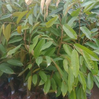 Cây sầu riêng giống