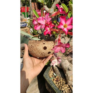 Chậu gáo dừa có hoa văn