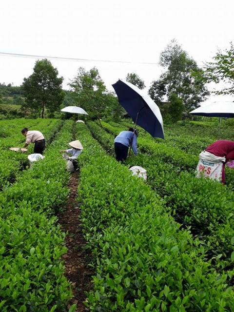 Bột trà xanh Thái nguyên đóng gói 100g dùng thử