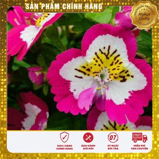 Hạt giống hoa bướm cali LUCKY SEEDS
