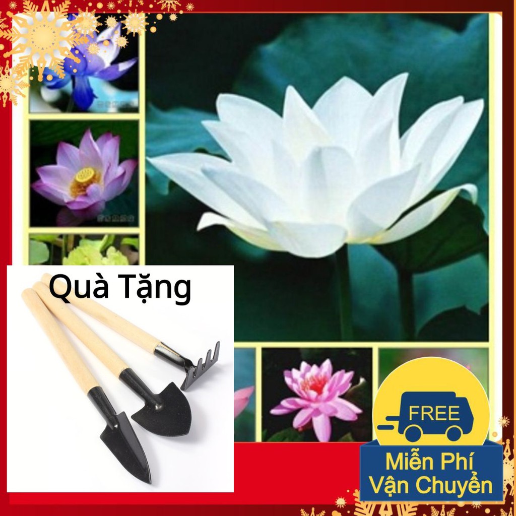 Hạt Giống Hoa Sen Nhật Mini Tặng Bộ Dụng Cụ Mini Trồng Cây Tặng Bộ Dụng Cụ Mini Trồng Cây