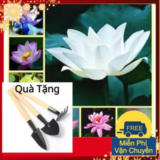 Hạt Giống Hoa Sen Nhật Mini Tặng Bộ Dụng Cụ Mini Trồng Cây Tặng Bộ Dụng Cụ Mini Trồng Cây