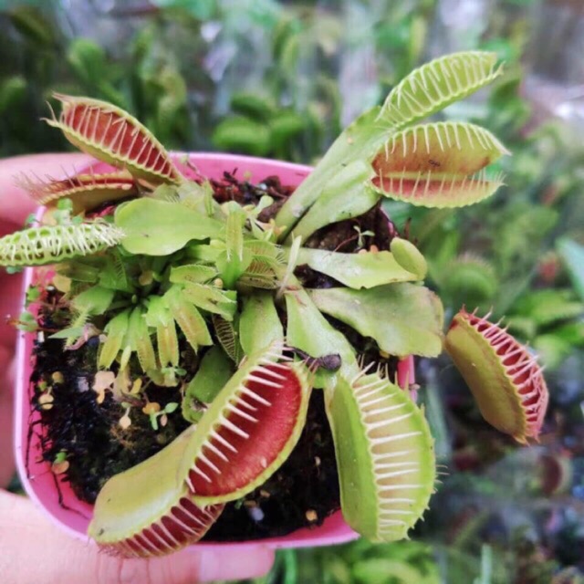 Cây bắt mồi, cây bẫy kẹp