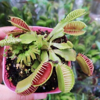 Cây bắt mồi, cây bẫy kẹp