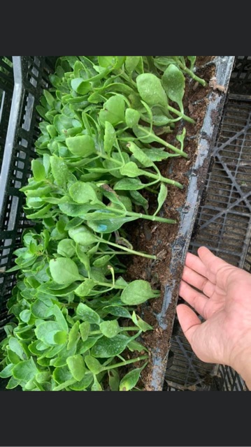 10 cây bỏng giống